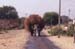 124-Overload-camel-cart-1