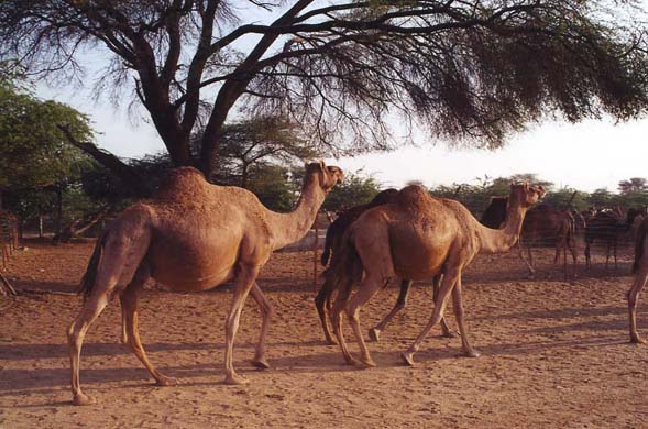 103-Camel-breeding-farm-7