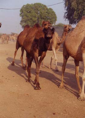 104-Camel-breedingl-farm-12