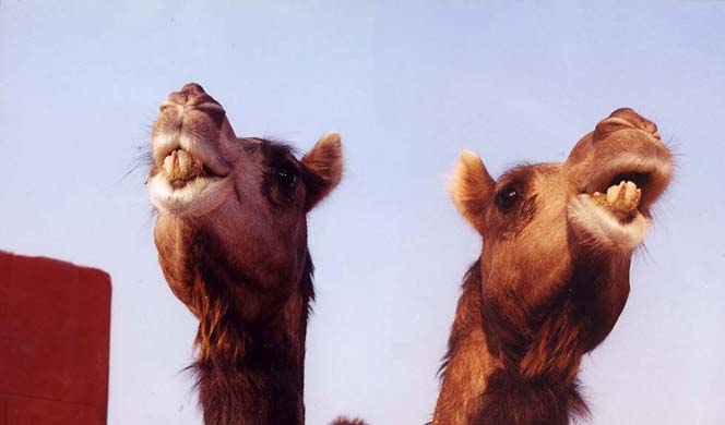105-Camel-breeding-farm-3-2