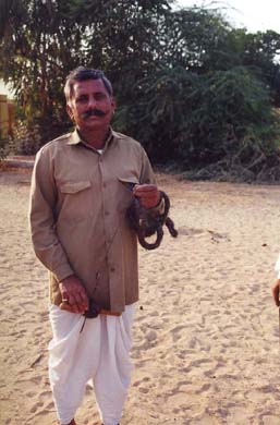 107-Camel-breedingl-farm-11