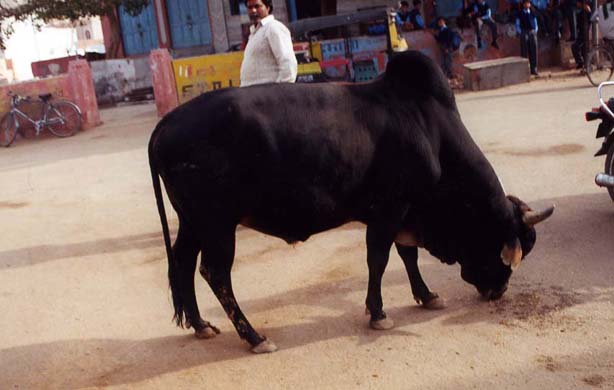 156-Cow
