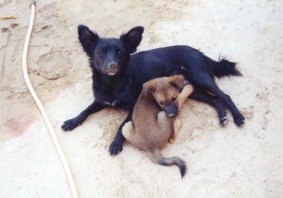 158-Dogs