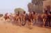 100-Camel-breeding-farm-5-2