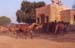 101-Camel-breeding-farm-4