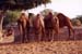 102-Camel-breeding-farm-1