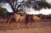 103-Camel-breeding-farm-7