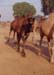 104-Camel-breedingl-farm-12