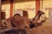 106-Camel-breeding-farm-8