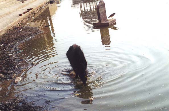107-Gadi-Sagar-Tank-Temple-4