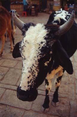 138-Cow-1