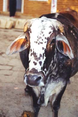 140-Cow-2