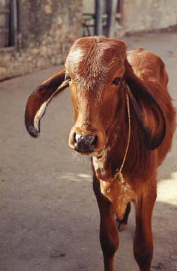 141-Calf-1