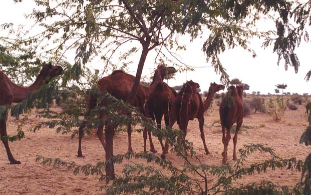 182-Camels