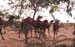 182-Camels