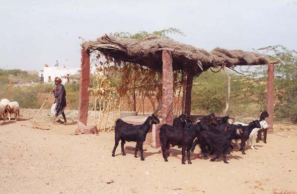 118-Sheep-&-goat-herd-2
