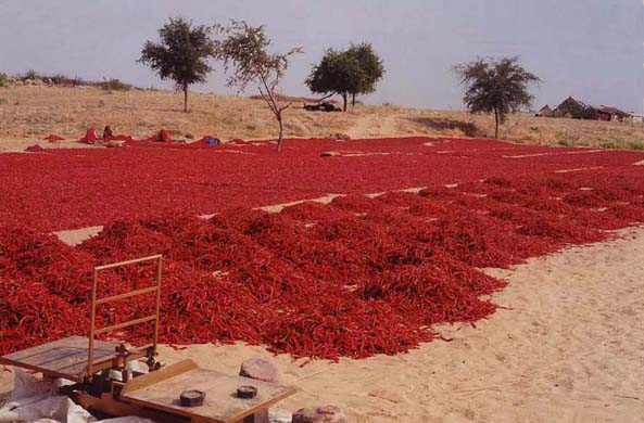 124-Pepper-harvest-1