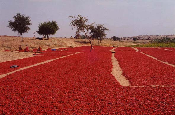 125-Pepper-harvest-2