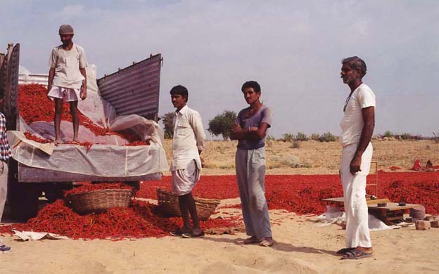 126-Pepper-harvest-3