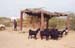 118-Sheep-&-goat-herd-2