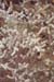 121-Dessert bloom-2