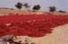 124-Pepper-harvest-1