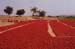 125-Pepper-harvest-2