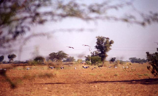 166-Cranes-1