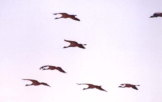 168-Crane-3