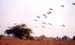 167-Crane-2