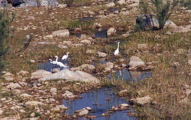 125-Herons-1
