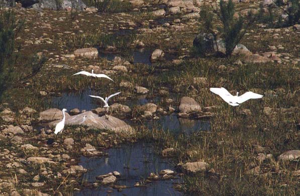 126-Herons-2