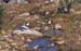 125-Herons-1