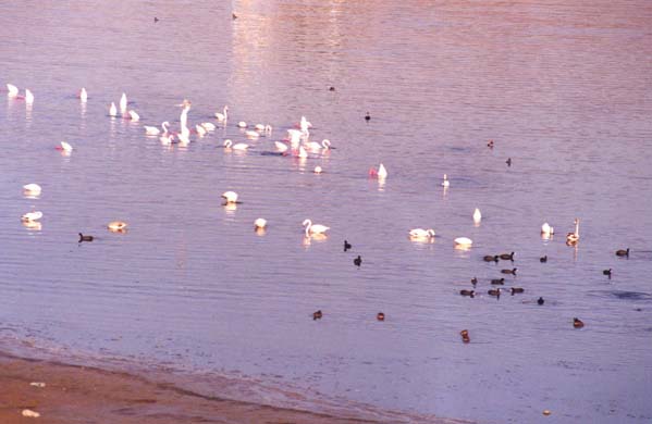 152-Flamingos