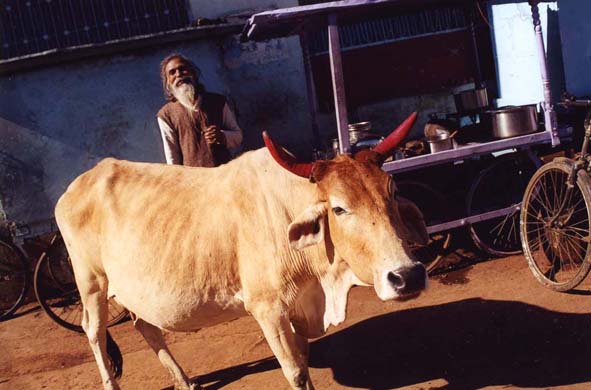 104-Nathdwara-7