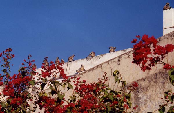 131-Pushkar-down-town-7