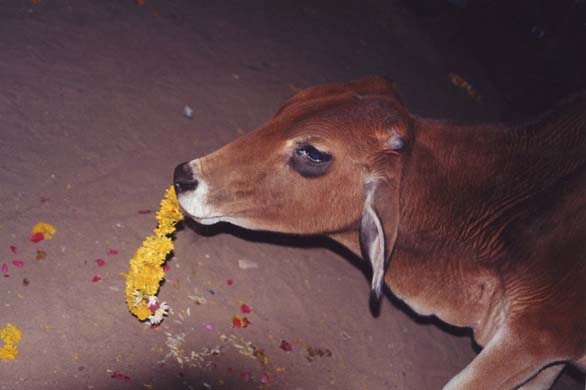 132-Pushkar-down-town-5