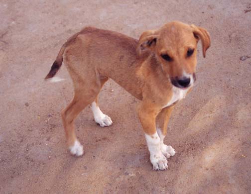 134-Dog-2
