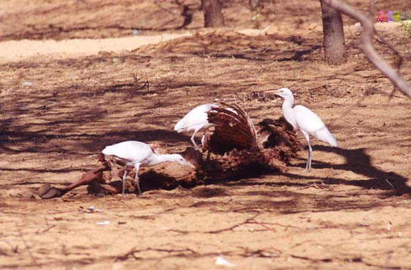 140-Egrets-dining-on-a-cow-1