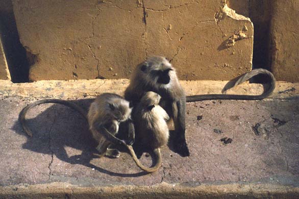 140-Monkey-2