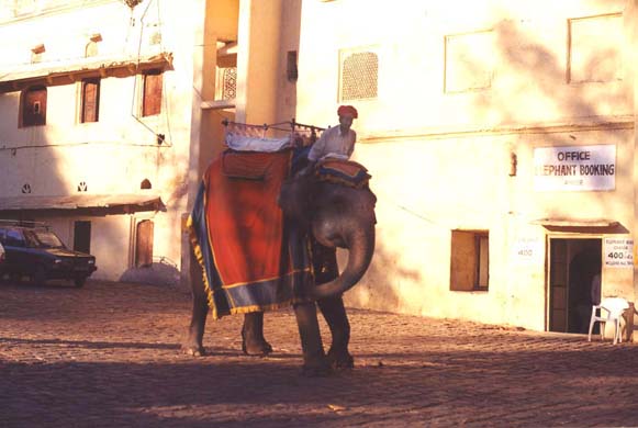 142-Elephant ride-6