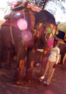 143-Elephant ride-5