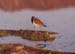 148-Lapwing