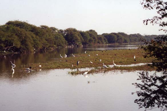 103-Birds-2