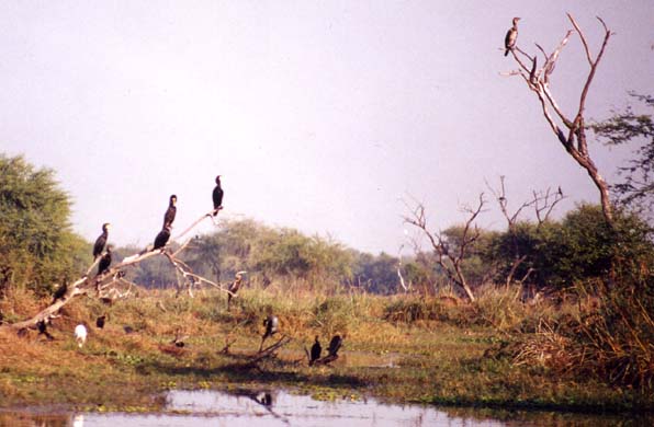104-Birds-1