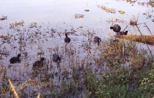 105-Coots