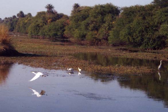 106-Egrets-1