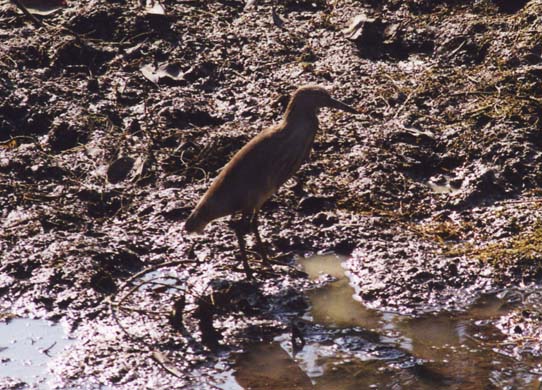 108-Bittern-1