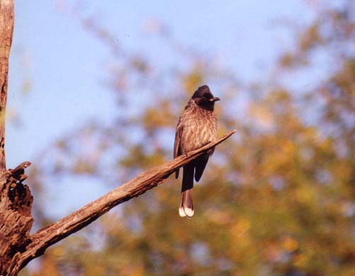 111-Bulbul