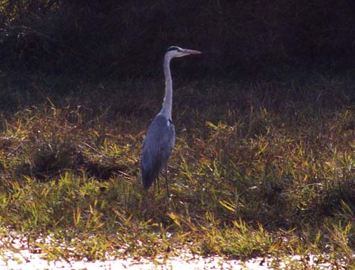 113-Grey heron
